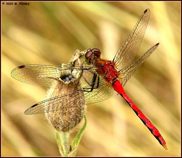 a red hued dragonfly hovering over a flower