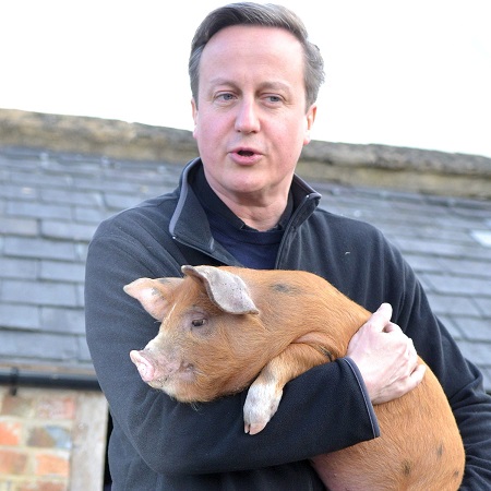 David Cameron with pig