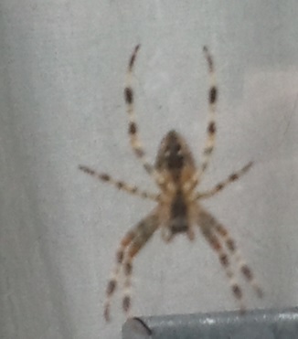 Spider in front of our front room window