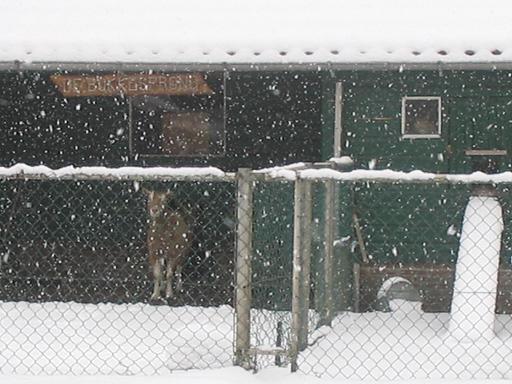 goat in snow