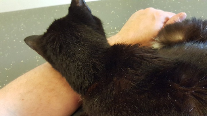 Hector falling asleep on my arm