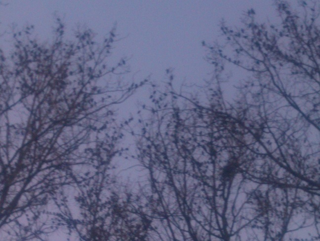 Birds in trees preparing to swarm