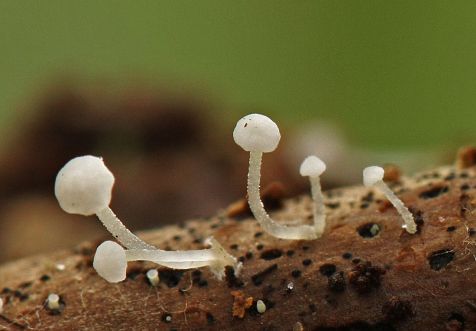 a newly discovered mushroom species. Picture by Menno Boomsluiter