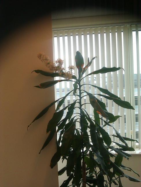 office plant in bloom