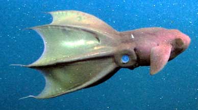 pciture of 
vampire squid, nicked from Pharyngula